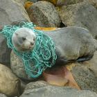 A 2-year-old fur seal caught in a fishing net at Moeraki. Photo: Peter McIntosh