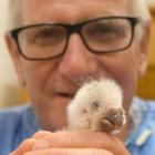 Otago Polytechnic chief executive Phil Ker holds a critically endangered kakapo chick at the...