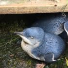 Tourism Waitaki has no concerns for blue penguins over the busy Chinese New Year period. Photo:...