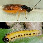A poplar sawfly (top) and larva, which was recently spotted in Dunedin. PHOTO: MPI
