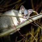 Animal rights activists are celebrating after a Waikato school cancelled its planned possum hunt....
