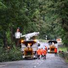 Queenstown Lakes District Council contractors deal to a tree on Centennial Ave, in Arrowtown,...