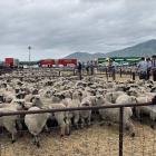 Buyers paid high prices at the Omarama lamb sale last week. Photo: Mike King/Omarama Gazette