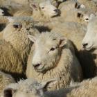 A downturn in sheep meat price could see a critical loss of breeding stock from the sector and...