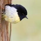 The Tomtit i knew as Bung-eye. Photo: Paul Sorrell 