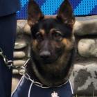 Police dog Vann. Photo: File