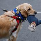 A dog holds a doll depicting Britain's Prime Minister Theresa May as EU supporters, calling on...