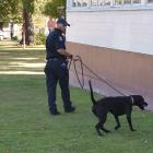 A handler and a sniffer dog inspect Dunedin’s North Ground on Thursday. PHOTO:  GREGOR RICHARDSON