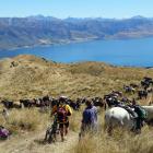 A bike rider threads through lunching horse-riders on the Grandview Doc track high above our...