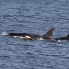 A pod of 10 to 12 orca were spotted in Otago harbour on Wednesday. Photos: Shaun Wilson