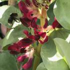 Red-flowered broad bean Hughey is a heritage form selected by Denis Hughes, of Tapanui. 