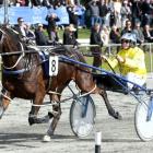 Trainer Mark Purdon nominated Princess Tiffany for the Easter Cup recently to display his...