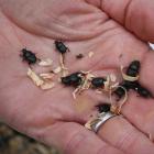A handful of dung beetles released on a Southland dairy farm. Photo: ODT files 