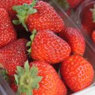 Researchers have been following strawberries from grower to retailer to find out how traceable...