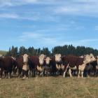 Gray and Robyn Pannett’s line of in-calf heifers won the recent 2019 West Otago In-Calf Heifer...