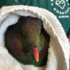 A kereru receives care  at the Dunedin Wildlife Hospital. PHOTO: SUPPLIED

