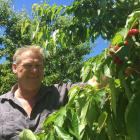 Cromwell grower Mark Jackson checks out last season’s cherry crop. PHOTO: ADAM BURNS

