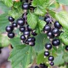 Blackcurrants bloom in early November, slightly ahead of the red and white kinds. Photos: Gillian...