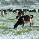 Dairy cows graze snow covered paddocks between Omarama and Twizel. Photo: Allied Press