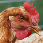 Hen_chicken.jpg
