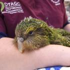 Following recent leg surgery Queenie 3A  rests in the arms of a vet nurse at the Dunedin Wildlife...