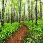 Trail through beautiful ash trees and native ferns in the Makawao Forest Reserve, Hawaii. Photo:...