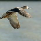 A mallard duck in flight. Photo: Stephen Jaquiery