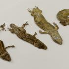 Southern grass skinks (Oligosoma polychroma) found mummified under the carpet in an Otago...