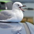 The red-billed gulls have caused trouble for Countdown Oamaru by nesting on the roof. PHOTO: ODT...