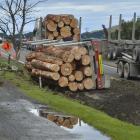 Dunedin police make inquiries at the scene of an accident involving a logging truck at Maia...