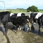 A persistently infected (PI) cow with Bovine Viral Diarrhoea hides in the middle of a group of...