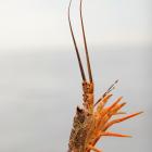 A legal ‘‘short’’ crayfish is returned to the ocean, off Otago’s coast, in preference to heavier...