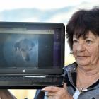 Mourning the loss of her fox terrier Buddy (pictured) is Harwood woman Sharron Baillie. Photos:...