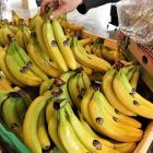 Bananas might one day be a staple crop for New Zealand. Photo: RNZ