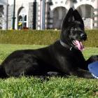 Relaxing in the sun outside the Dunedin Railway Station is police puppy Judge (13 weeks), a...