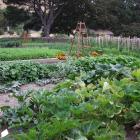 Crop rotation results in better vegetables and flowers. Photo: Gillian Vine 