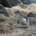 Oamaru’s little penguins have survived in relatively high numbers despite stormy weather late...