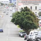 The Waitaki District Council has put plans to remove nine trees at the edge of Oamaru Harbour in...