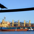 Dry goods bulk carrier ship Otago Harbour arrives in Otago Harbour yesterday, picking up a...