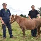 After being stabbed in a vicious attack in his Waitati paddock at midnight on Sunday, miniature...