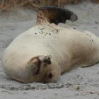 A sea lion basking on a Dunedin beach. Photo: ODT files 