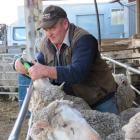 Earl Attfield drenches some of Waikeri Downs’ trophy-winning merinos, on his property near...