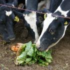 Cows love fodder beet and and utilise it well, but researchers are looking at the best ways of...