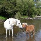 Star (right) died after being stabbed 41 times. 