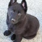The puppy will have its name later this week. Photo supplied
