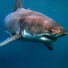 A great white shark off Edwards Island, near Stewart Island. Photo supplied.