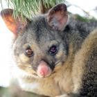 Groups describe 1080 as a highly effective toxin and a necessary tool to help protect our native...