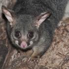 Possums are frequent home invaders. Photo: Getty Images
