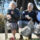 Feeding the Plymouth Rock roosters which have made themselves at home at Leslie Groves Hospital...