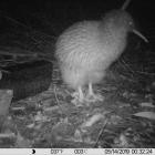 Haast tokoeka as seen by an Acorn trailcam, at the Orokonui Ecosanctuary. Photo: Jane Tansell
